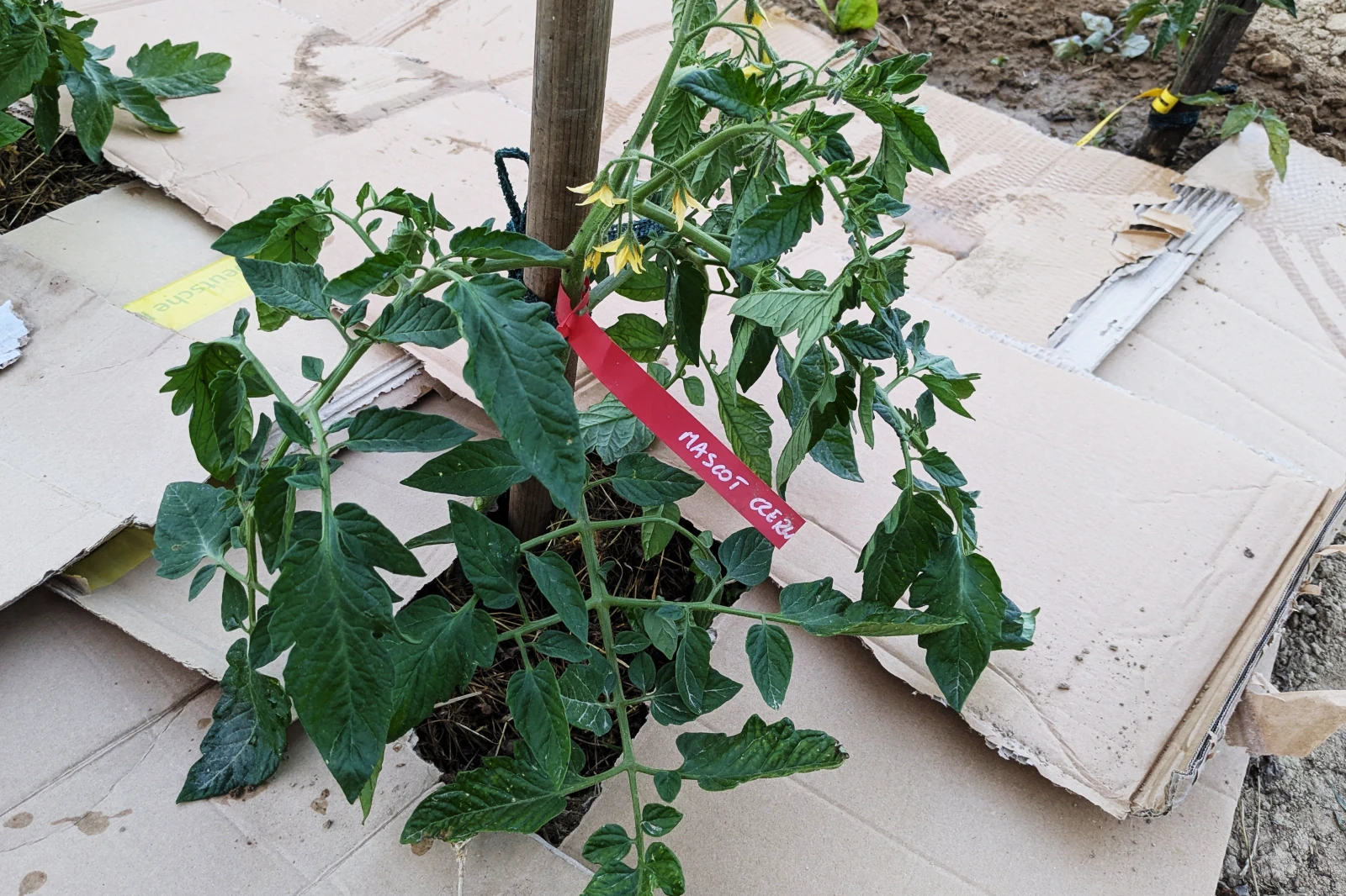 Pomidor koktajlowy Maskotka