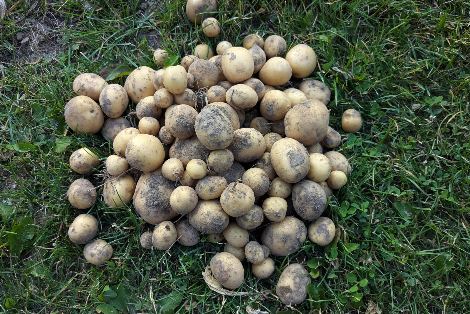 2kg młodego Ziemniaka Denar